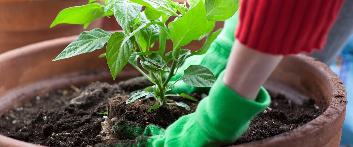 Tutti pronti per il giardinaggio in autunno